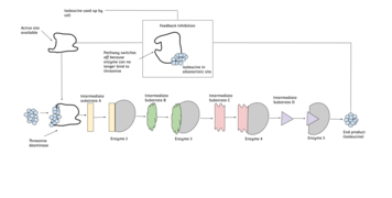 End-Product Inhibition of Threonine to Isoleucine.png