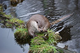 European otter 01.jpg