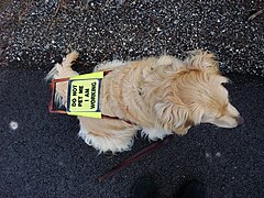 Guide dog golden retriever.jpg