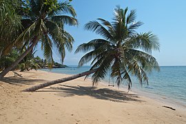 Koh Mak (island), Thailand, Palms on the beach.jpg