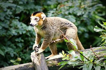 Crowned Lemur (en)