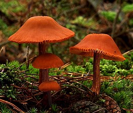 Hydnangiaceae Laccaria laccata