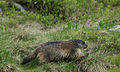 Marmot in Štvrté Rohačske