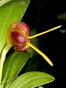 Masdevallia encephala