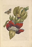 Metamorphosis insectorum Surinamensium - KW 1792 A 19 - plaat12.jpg
