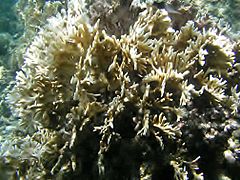 Millepora intricata en Samoa Americana