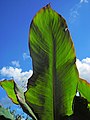 Canna 'Musaefolia Peruviana'