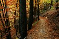 Foresta (Hayedo) tal-fagu fuq l-għoljiet tal-Muntanja Olympus.