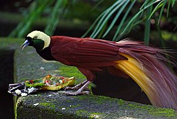 Didysis rojaus paukštis (Paradisaea apoda)