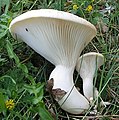 Pleurotus nebrodensis