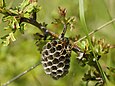 „Polistes helveticus“ auf ihrem Nest