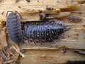 Image 5Porcellio scaber and Oniscus asellus (Peracarida: Isopoda) (from Malacostraca)