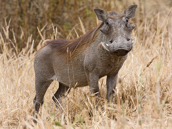 Африканский бородавочник (Phacochoerus africanus)