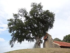 La chapelle et le chêne.