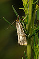 * Nomination: Thisanotia chrysonuchella in its natural habitat. --Kulac 21:57, 12 June 2012 (UTC) * * Review needed