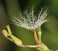 セイヨウカノコソウ（スイカズラ科）の痩果（下位痩果）