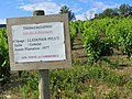 Vignoble produisant de l'AOC Fitou et Corbières.