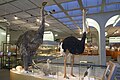 Image 10Madagascar's Elephant bird, Mauritius's Dodo bird and ostrich (from left to right) (from Indian Ocean)