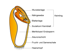 Schematischer Längsschnitt durch ein Weizenkorn