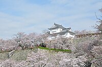 櫻花盛開的鶴山公園