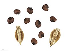 Acanthus mollis MHNT.BOT.2007.43.58.jpg