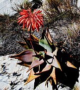 Aloe perfoliata (2).jpg