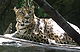 Leopardo