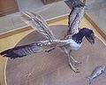 Archaeopteryx, o pasăre primitivă, a apărut în Jurasicul târziu.
