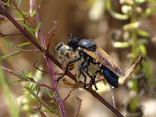 Asilidae autour du complexe around the Pendjari Biosphere Reserve in Benin Photograph: AMADOU BAHLEMAN FARID