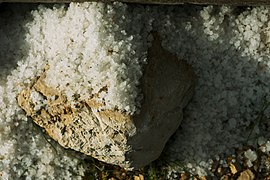 Aveiro salt.jpg