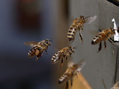 Westliche Honigbienen kurz vor der Ankunft am Bienenstock