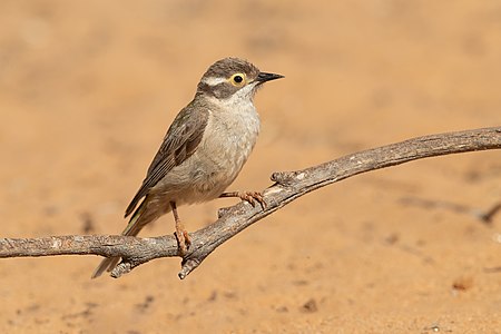 Brown-headed honeyeater, by JJ Harrison