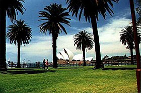 Phoenix canariensis como ornamentais em Sydney, Austrália