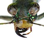 Cephalota circumdata (futrinkafélék) feje. Jól látszódnak az összetett szemek és rágó szájszerv