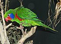 Red Flanked Lorikeet