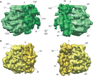 Ribosome lục lạp Hình so sánh giữa một ribosome lục lạp (xanh lá) và một ribosome vi khuẩn (vàng). Những chức năng quan trọng chung giữa hai loại ribosome cũng như chỉ có ở lục lạp được đánh nhãn.