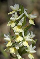 Dactylorhiza romana