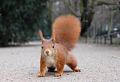第三名： Red Squirrel with pronounced winter ear tufts in the Hofgarten in Düsseldorf Ray eye (CC-BY-SA-2.0-DE)