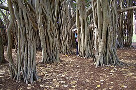 Ficus benghalensis adventitious roots and explorer, New Farm Park IMGP0092.jpg