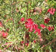 Grevillea lavandulacea