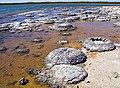 Image 57Lithified stromatolites on the shores of Lake Thetis, Western Australia. Archean stromatolites are the first direct fossil traces of life on Earth. (from History of Earth)