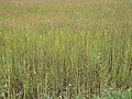 Field of fruiting flax