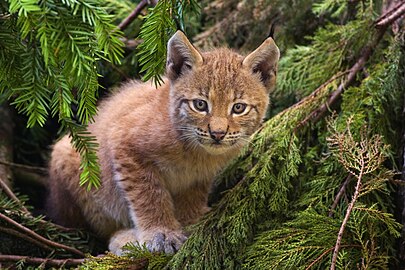 Linx (Lynx lynx)