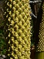 Lysichiton americanus