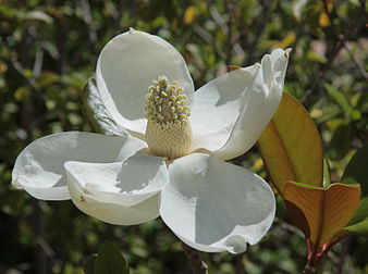 Fleur de magnolia à grandes fleurs (Magnolia grandiflora), arbre originaire du sud-est des États-Unis. (définition réelle 3 474 × 2 592)