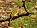 Mountain Bulbul