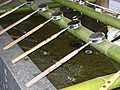Giếng thanh tẩy Chōzuya thường được đặt ở lối vào Điện Haiden, là nơi khách viếng rửa tay trước khi hành lễ