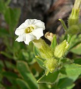 Nicotiana obtusifolia