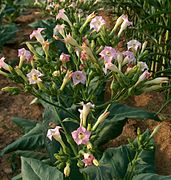 Nicotiana tabacum Typusart