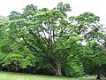 Phellodendron amurense in May